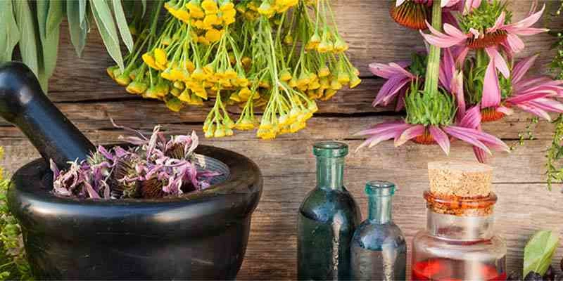 Ημικρανίες: Με ποια βότανα μπορείτε να τις καταπολεμήσετε;